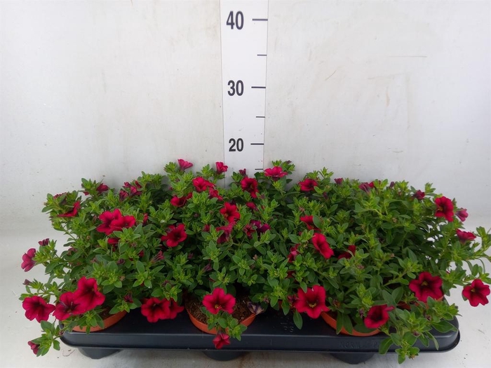 <h4>Calibrachoa  'Minifam Purple'</h4>