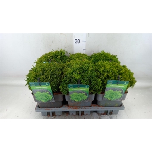 Chamaecyparis pis.   ...