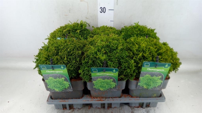 <h4>Chamaecyparis pis. ...</h4>