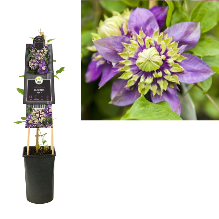 <h4>Clematis florida 'Taiga' PBR +3.0 label</h4>