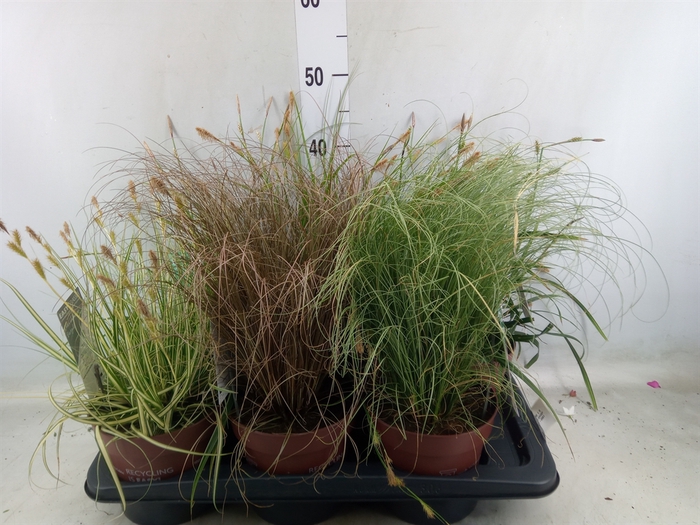 <h4>Carex   ...mix</h4>