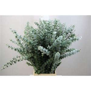 EUCA BABY BLUE 200GR