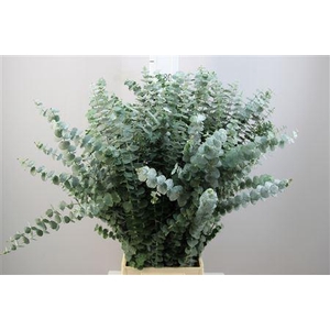 EUCA BABY BLUE 200GR