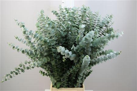 <h4>EUCA BABY BLUE 200GR</h4>