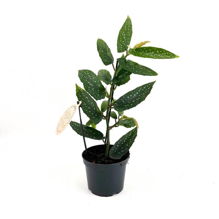 <h4>BEGONIA MACULATA P12 ALBOPITA</h4>