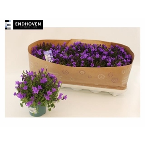 CAMP PORTENSCHLAGIAN