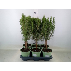 Rosmarinus officinalis   ...