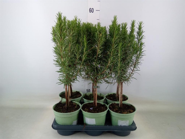 <h4>Rosmarinus officinalis   ...</h4>