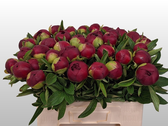 <h4>PAEO RED CHARM</h4>