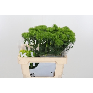 Di Barb Kiwi Me Cool