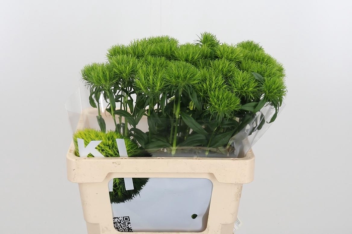 <h4>Di Barb Kiwi Me Cool</h4>