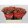 Hypericum Sweet Romance