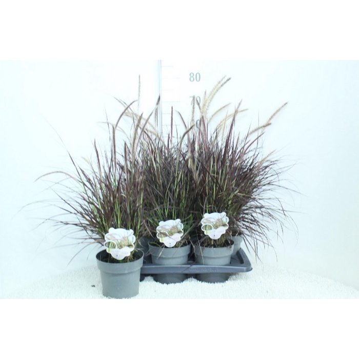 <h4>Pennisetum advena 'Rubrum'</h4>