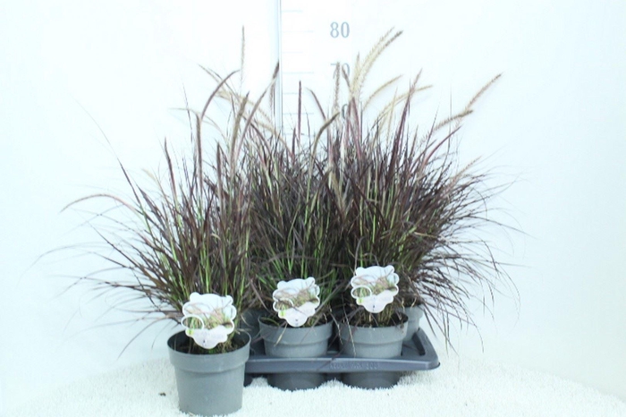 Pennisetum advena 'Rubrum'