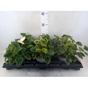 Peperomia