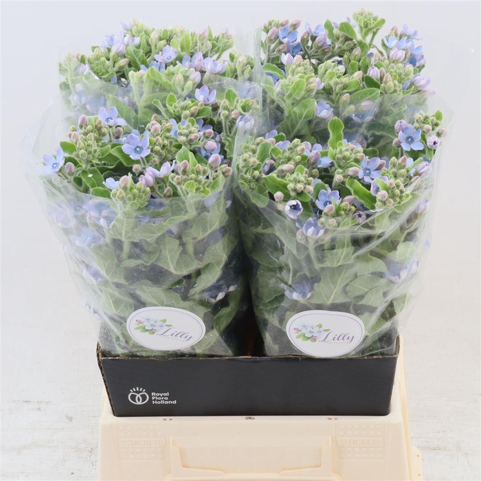 <h4>Oxypetalum Tanioka Pure Blue</h4>