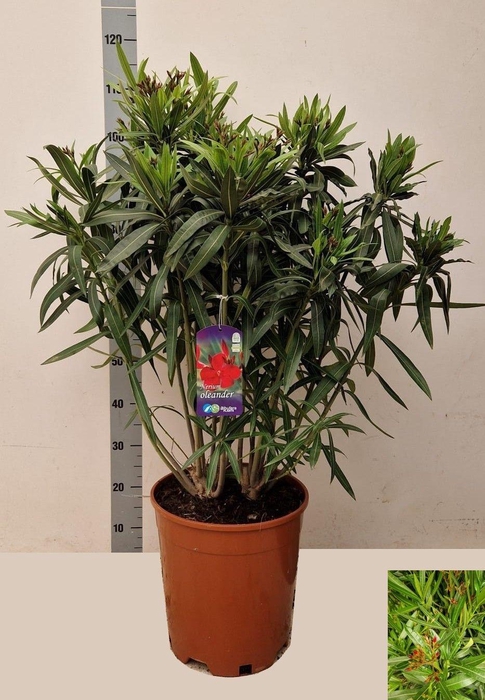 <h4>NERI OLEANDER</h4>