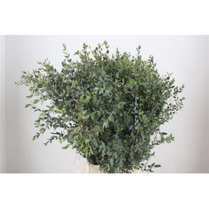 Euca Parvifolia 300gr P Bunch
