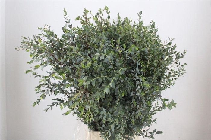 <h4>Euca Parvifolia 300gr P Bunch</h4>