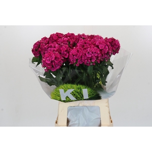 Dianthus Br Kiwi Fuchsia