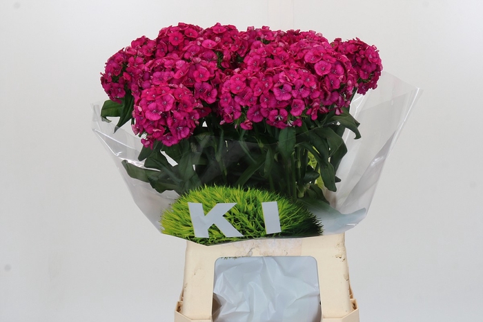 <h4>Dianthus Br Kiwi Fuchsia</h4>
