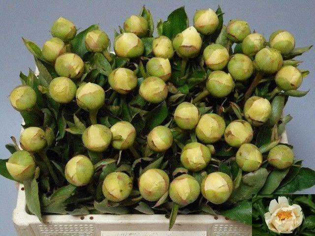 <h4>PAEO CLAIRE DE LUNE</h4>