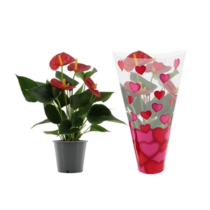 Anthurium 12 cm Success Red in heart sleeve Lilly