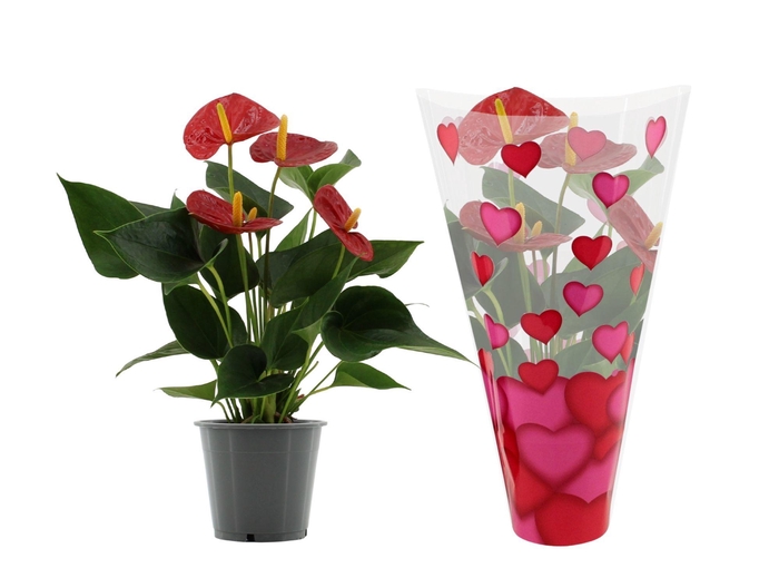 <h4>Anthurium 12 cm Success Red in heart sleeve Lilly</h4>