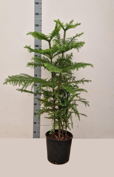 <h4>ARAU HETEROPHYL</h4>