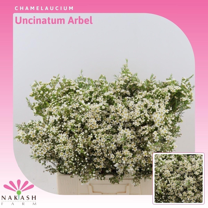 <h4>Chamelaucium uncinatum 'Arbel'</h4>