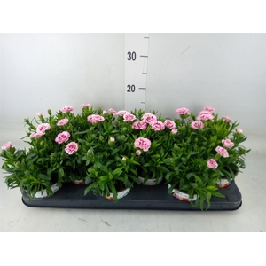 Dianthus  'Oscar Purple Star'