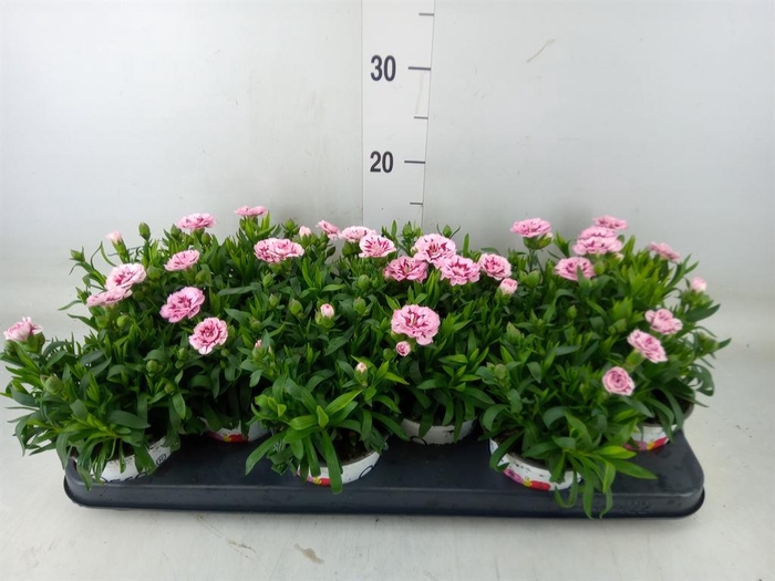 <h4>Dianthus  'Oscar Purple Star'</h4>