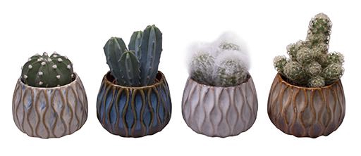 <h4>CACTACEAE P6 L 612</h4>