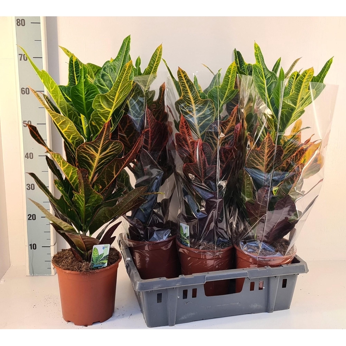 <h4>COD GR EXCELLENT</h4>