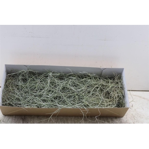 Tillandsia Usneoides Grey Xl