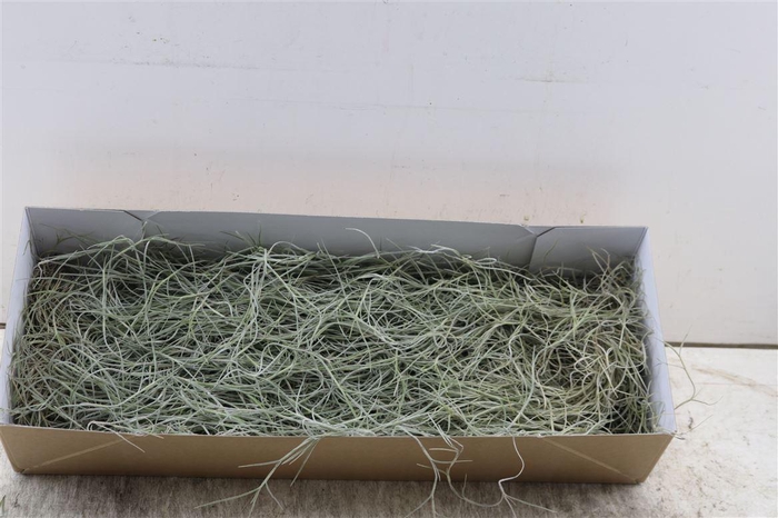 <h4>Tillandsia Usneoides Grey Xl</h4>