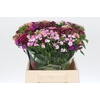 Dianthus Br Mix Rainbow