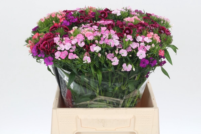 <h4>Dianthus Br Mix Rainbow</h4>