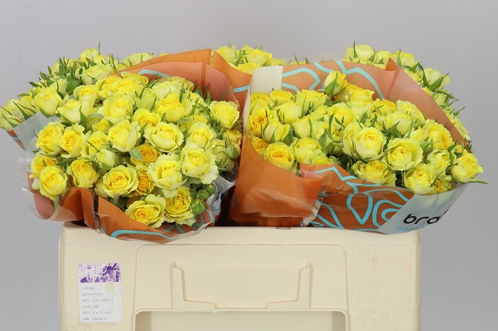 <h4>Rosa Tr Daylight</h4>