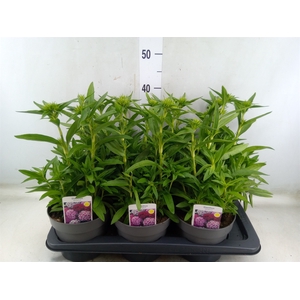 Dianthus barb.