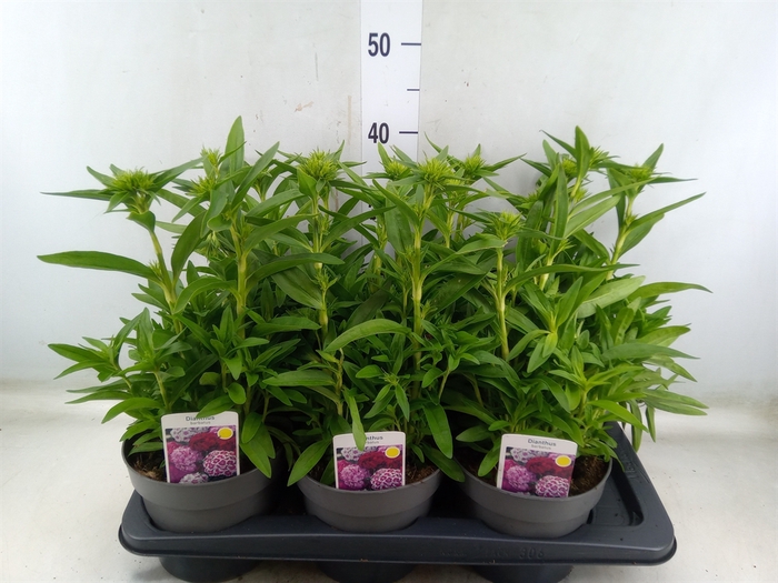 <h4>Dianthus barb.</h4>