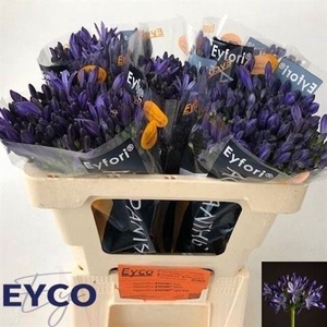 Agap Eyfori Blue