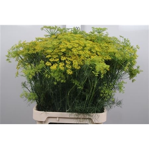 Anet Graveolens