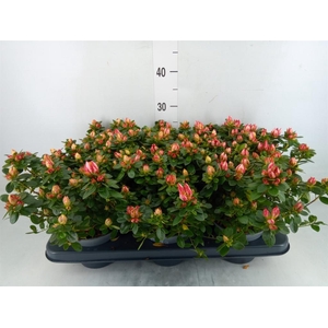 Rhododendron sim. 'Fluostern'