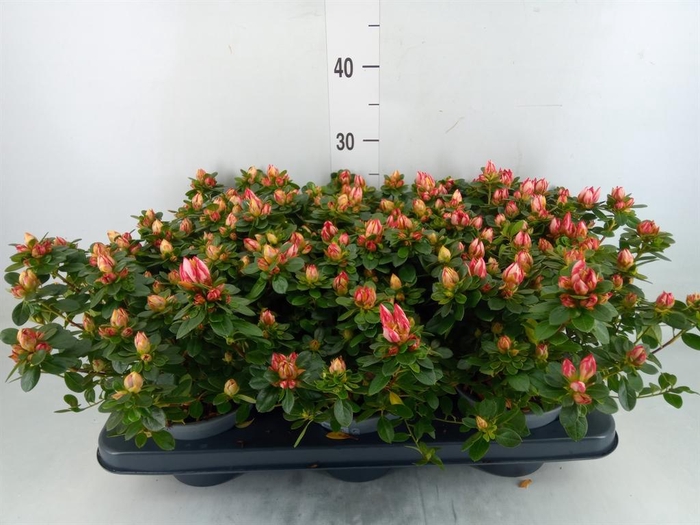 <h4>Rhododendron sim. 'Fluostern'</h4>