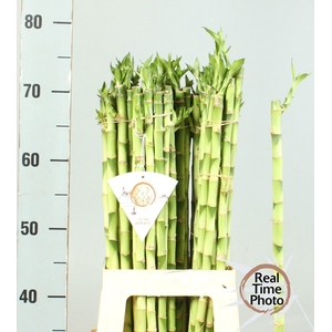 DRAC LUCKY BAMBOO