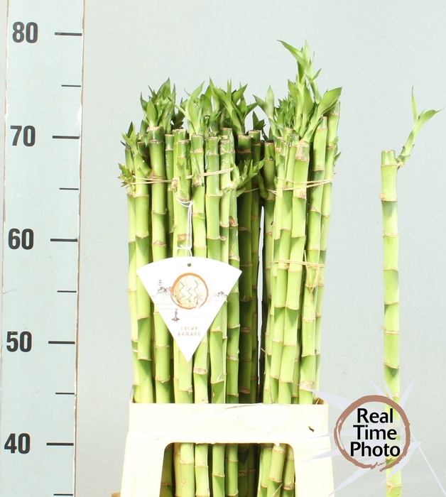 <h4>DRAC LUCKY BAMBOO</h4>