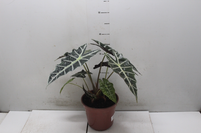 <h4>ALOCASIA POLLY P17</h4>