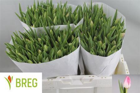 <h4>Tu En First Class</h4>