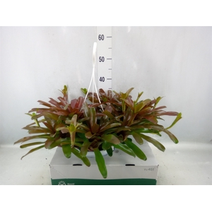 Neoregelia   ...